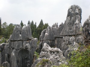 foresta di pietra 